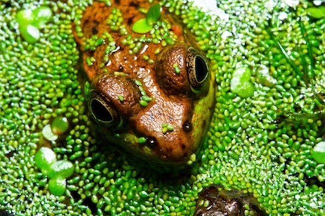 wood-frog-ii.jpg