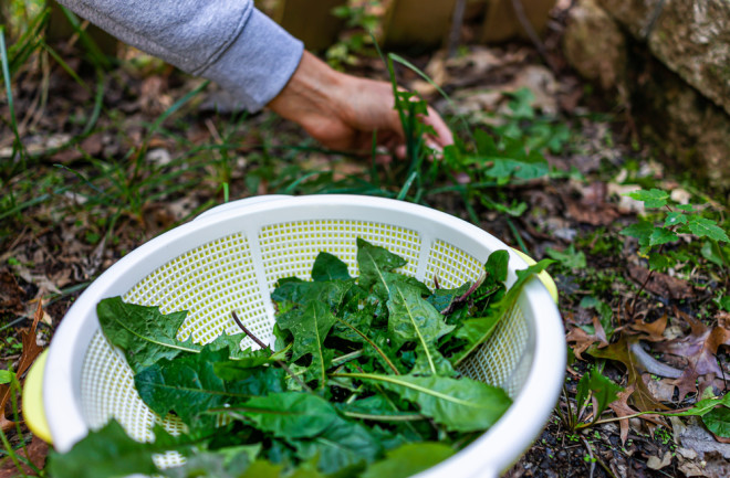 Foraging for dandelion greens