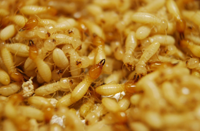 Termites1-1024x687.jpg