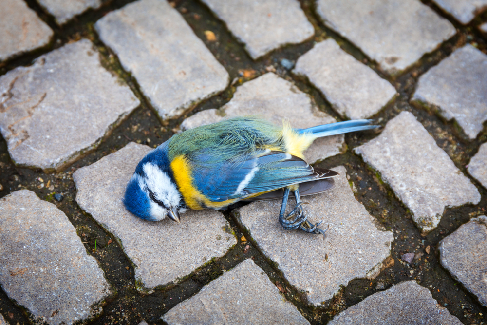 Billions of Birds Die Annually From Flying Into Windows — Here’s Why