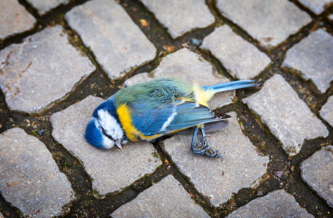 A dead titmouse bird laying in the street. (Credit: pixelklex/Shutterstock)