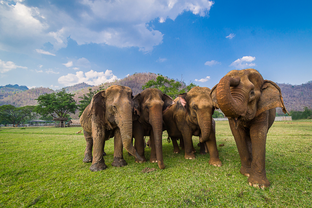 Elephants Now Gang Up In HumanDominated Areas Discover Magazine