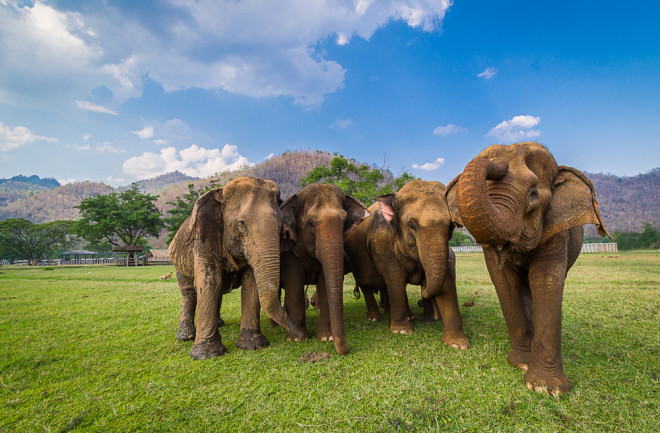 Elephants - Shutterstock
