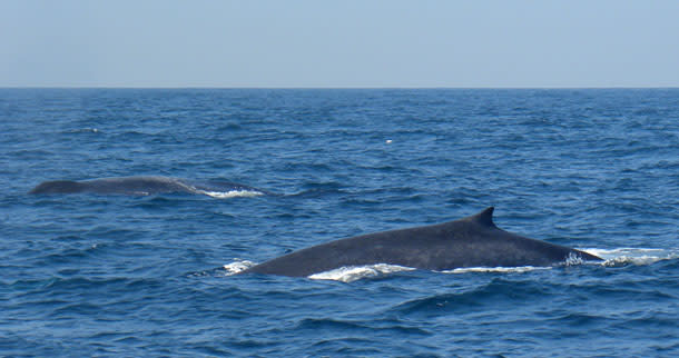 BlueWhale_pair2.jpg