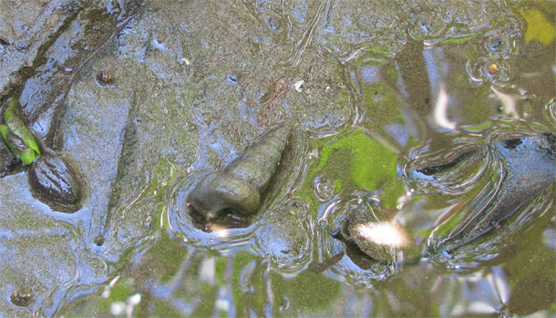 Horn-snails.jpg