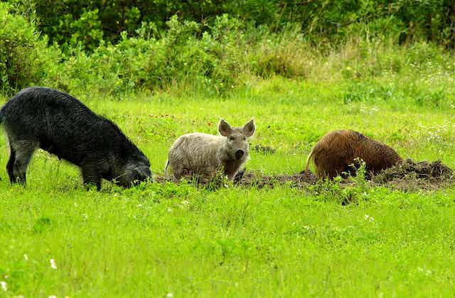 group-of-feral-pigs