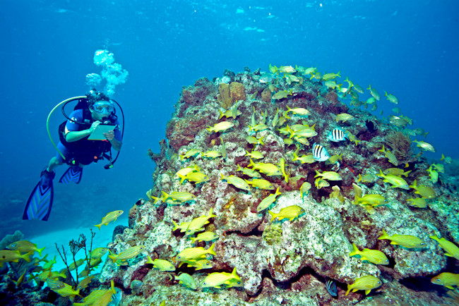 Florida Keys National Marine Sanctuary - Paul Humann