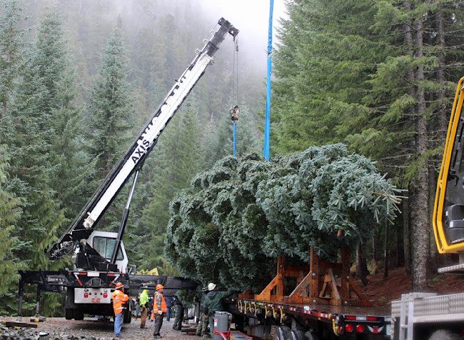 Are Artificial Christmas Trees Better For The Environment Than Real Ones It Depends Discover Magazine