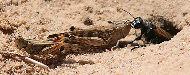 Sex Increases Risk Of Being Paralysed Buried Eaten Alive For Locusts