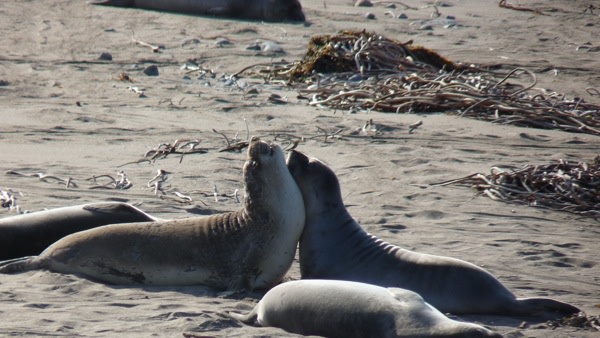 Seals-Shrestha.jpg