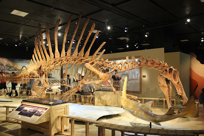 1599px-Spinosaurus Skeleton Cast at the National Geographic Museum