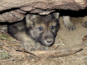 Will gray wolves adopt strange pups or give them the cold shoulder ...