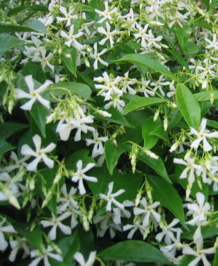 jasmine.jpg
