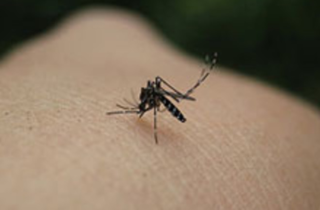 mosquito2web.jpg