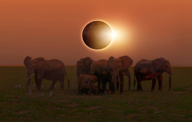 Elephants during a total solar eclipse