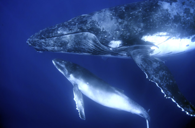 baleen-whales.jpg