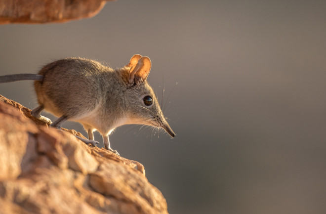 Easter Rock Elephant Shrew in the African Bush