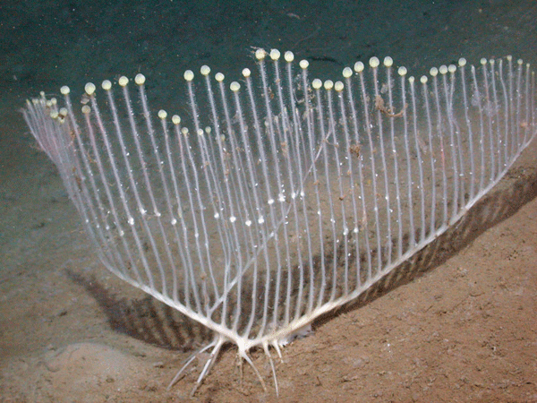 carnivorous-sponge.gif