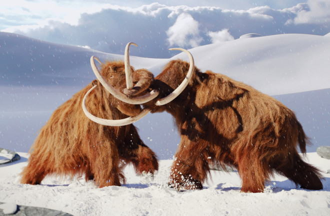 Woolly mammoths fighting