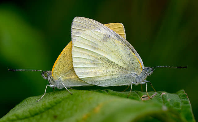 Butterflies Have An Extra Stomach Attached To Their Vaginas Discover Magazine