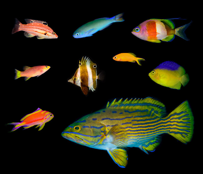 Mesophotic_fishes.jpg