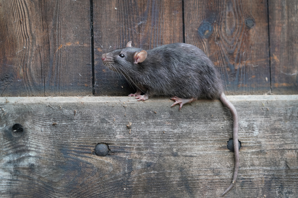 The Early History of the Lab Rat