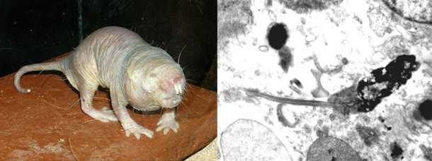The Naked Mole-Rat, an Alien in Our Midst