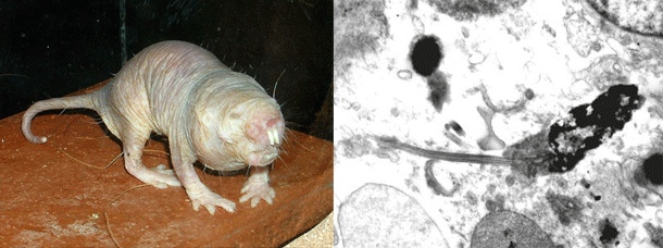 A naked mole rat (still left) and naked mole rat sperm (suitable). 