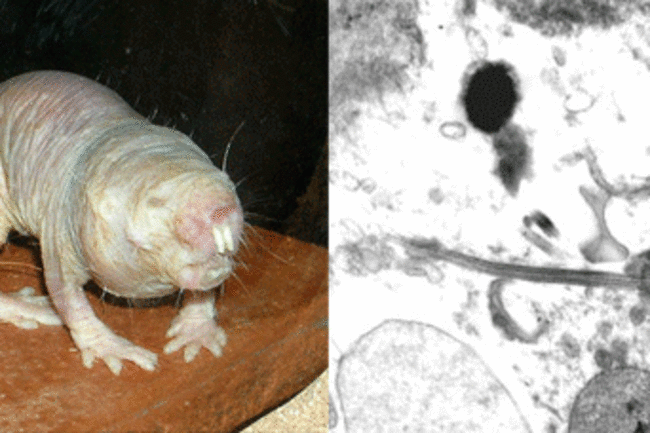A naked mole rat (still left) and naked mole rat sperm (suitable). 
