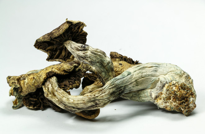 Psychedelic mushrooms. (Credit: atomazul/Shutterstock)