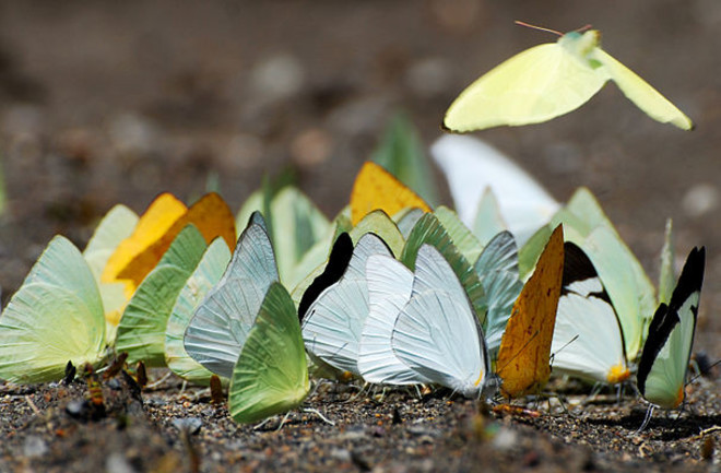 800px-Flickr_-_ggallice_-_Puddling_butterflies.jpg