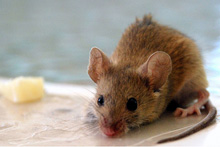 machinarium mouse problem