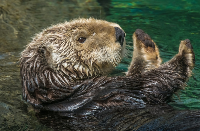 Sea otter