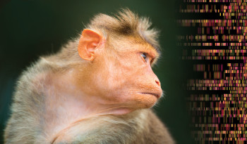 What's Really Keeping Monkeys From Speaking Their Minds? Their Minds, Science