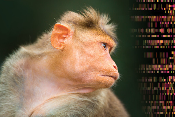 What Happens When Scientists Put a Human Intelligence Gene Into a Monkey?