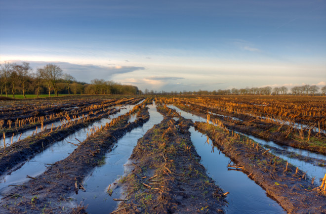 Flooded Corn Field - Shutterstock