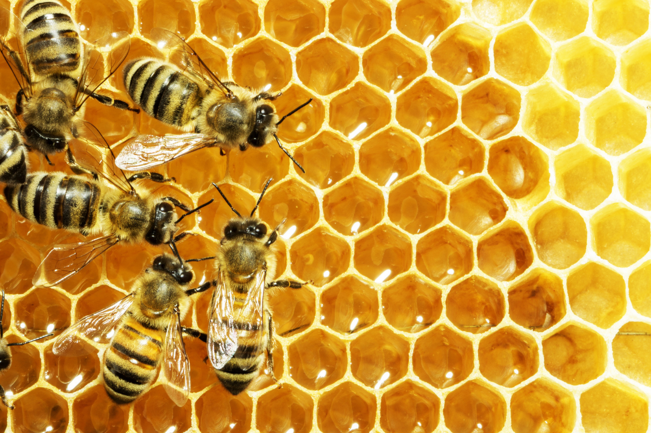 A farmer in Halvad makes annual Rs. 15 lakh turnover by selling organic honey