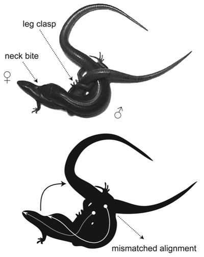 skinks.jpg
