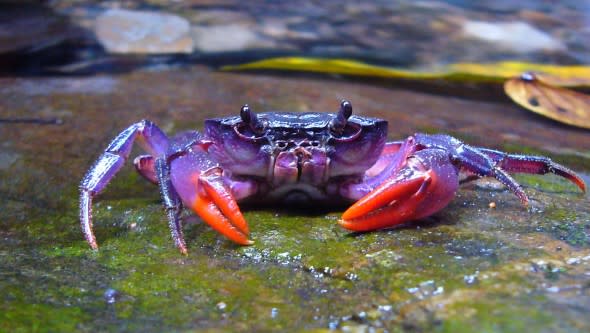 insulamon_palawanense_-_eine_der_auf_palawan_neu_entdeckten_flusskrabben-e1335216140799.jpg