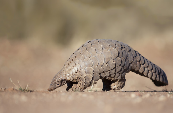 Pangolin