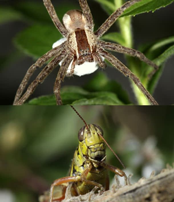 Spider_grasshopper.jpg