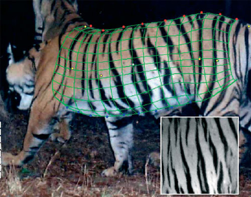 Tigermodel.jpg
