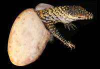 061220-virgin-dragons_big.jpg