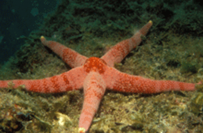 sea-star-web.gif