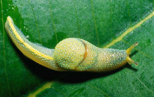 borneo-ninja-slug_19337_600.jpg
