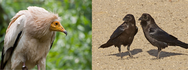 Egyptian_vulture_brown_neck.jpg