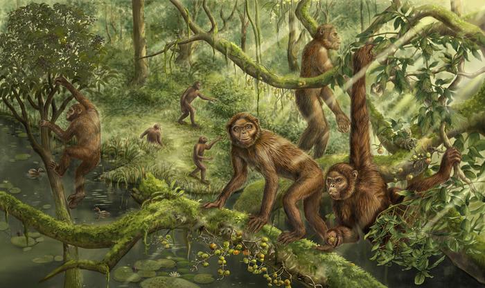 ancient-ape-s-inner-ears-may-hold-key-to-evolution-of-walking-on-two