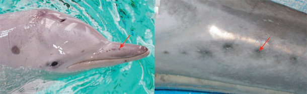 Guiana_dolphin.jpg