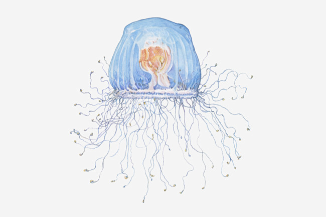 immortal-jellyfish.jpg