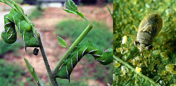 Hornworm_bug.jpg